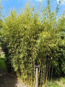 Fargesia robusta 'Campbell'