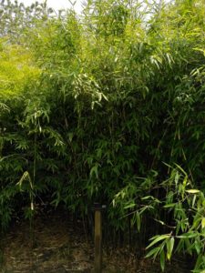 Fargesia nitida x murieliae 'Winter Joy'