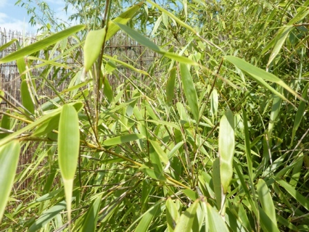 Fargesia rufa_2