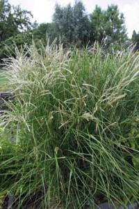 Miscanthus sin. 'Kleine Fontaene'