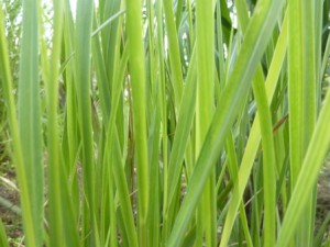 Panicum virg. 'Heavy Metal'_2