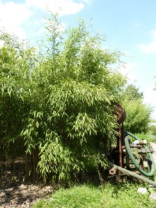 Fargesia nitida 'Great Wall'