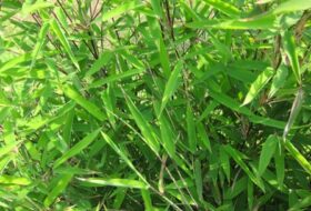 Fargesia nitida 'Black Pearl'