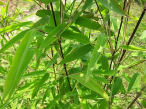 Fargesia nitida 'Pillar'