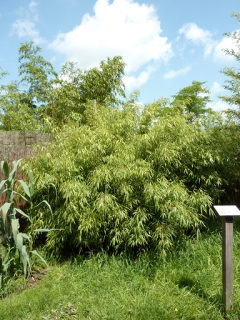 Fargesia rufa