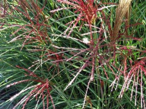 Miscanthus sin. 'Kleine silberspinne'