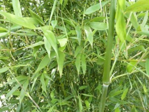 Phyllostachys bissetii_2