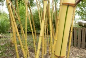 Phyllostachys vivax 'Aureocaulis'