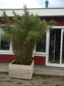 Huur bambee in een robuuste steigerhouten bak.