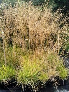 Deschampsia cespitosa 'Goldtau'