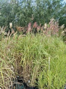 Miscanthus sinsensis 'Malepartus'