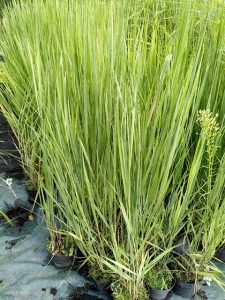 Panicum virgatum 'Northwind'